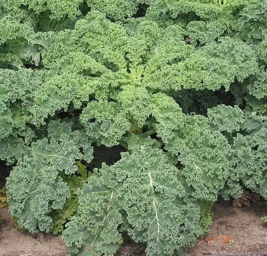Best vegetables to juice kale