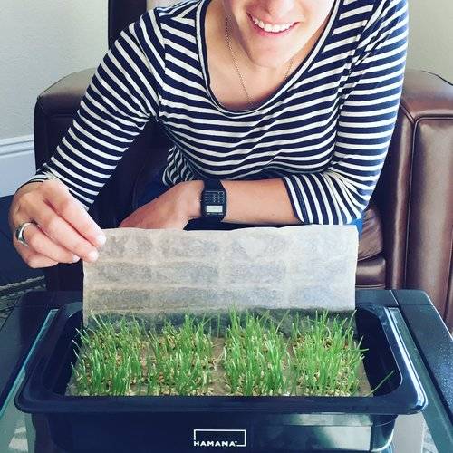 How To Grow Wheatgrass At Home In 2021. Easy Tips & Tricks