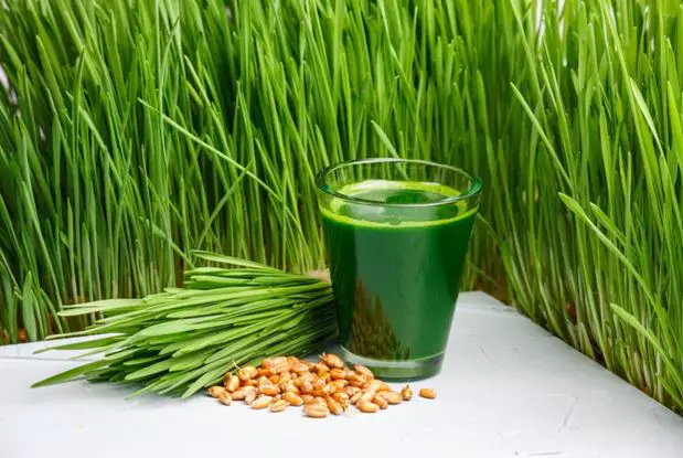 Is Wheatgrass Juice Good For You
