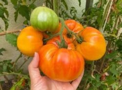 Big Rainbow Tomato
