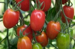 Rosada Tomatoes