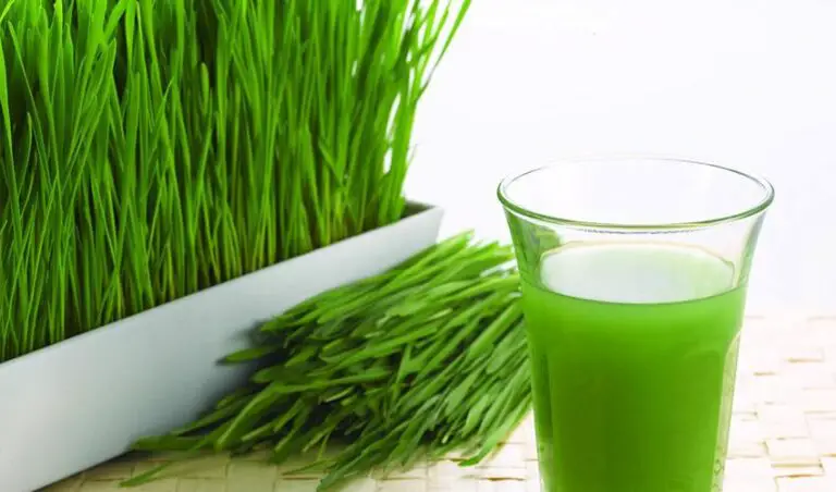 How To Make Wheatgrass Juice At Home Without A Juicer?