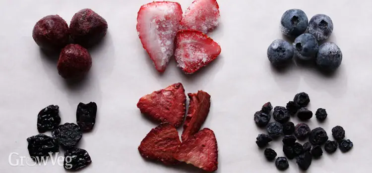Can You Dehydrate Frozen Fruit?