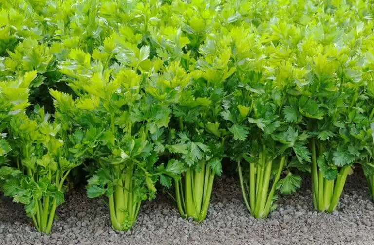 Does The Celery Have To Be Organic?