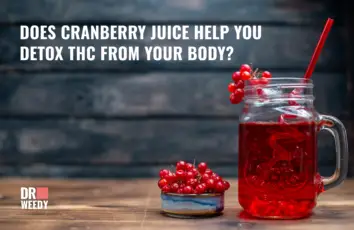 Does Cranberry Juice Help Get Weed Out of Your System